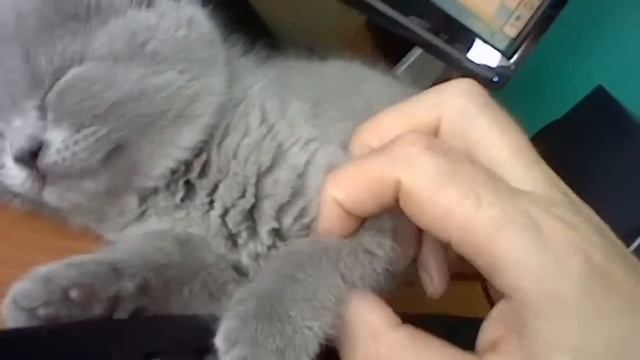 Маленький котэ хочет спать смотреть онлайн