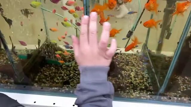 Ох, уж эти интересные рыбки😍 Любуемся в магазине)
