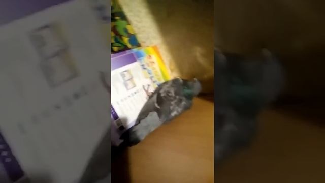 Поймал голубя смотреть онлайн