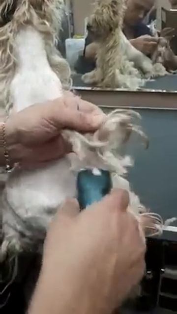 Бритье сложных колтунов