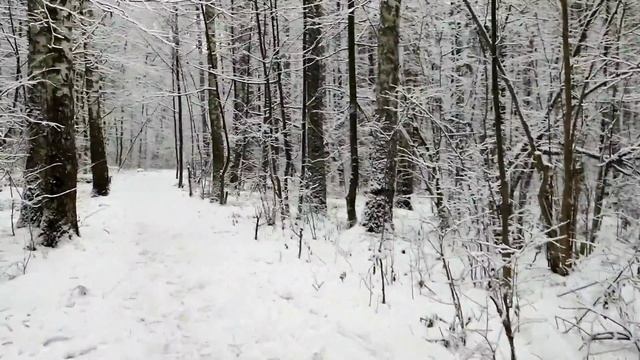 Гуляем в лесу по снежку.