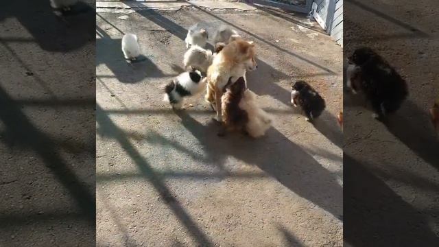 Акита и шпицы