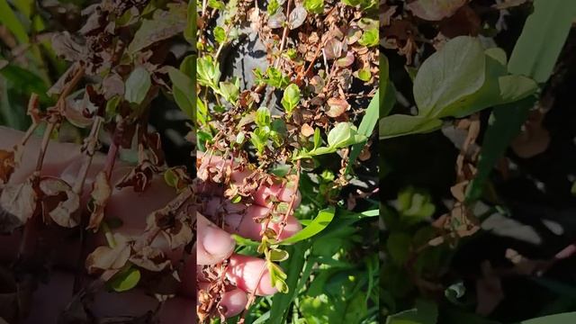 Цветочная композиция для теневого сада. Май.