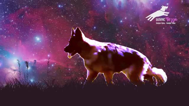 Баларис ЧЕЗЗА: на движения немецкой овчарки можно смотреть вечно