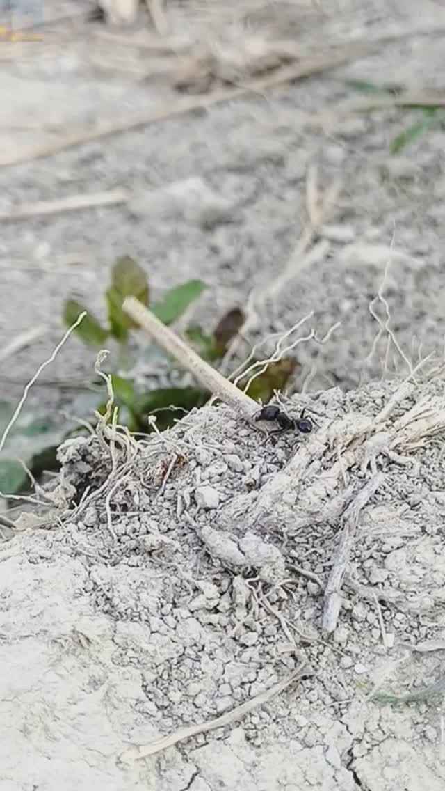 Муравей трудяга, тащит стройматериалы в дом 🐜 смотреть онлайн