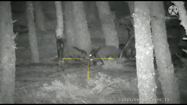 PARD NV008p Browning X-Bolt SF Max Varmint Threaded 223rem смотреть онлайн