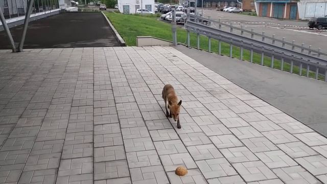 Лиса 🦊 достопримечательность аэропорта Братска