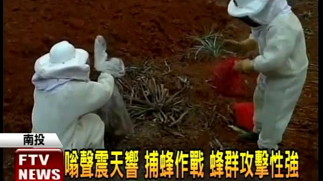 「地棲」虎頭蜂 鳳梨田裡築巢－民視新聞 смотреть онлайн