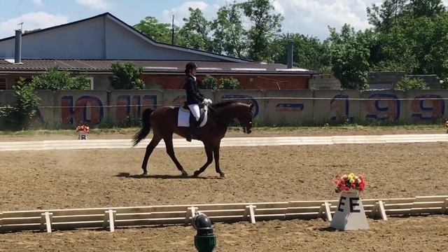 Консул первый старт. Езда для молодых лошадей 1 уровень