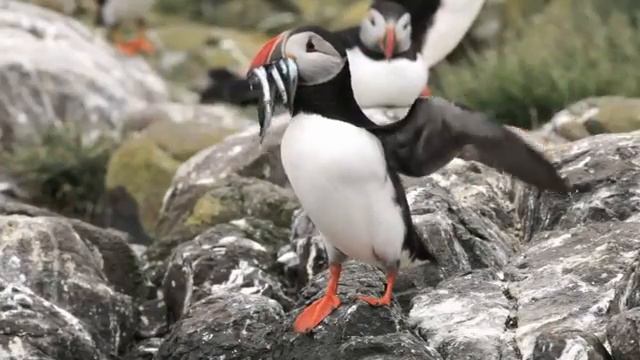 Пингвины без снега