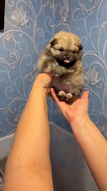 Щенок шпица смотреть онлайн