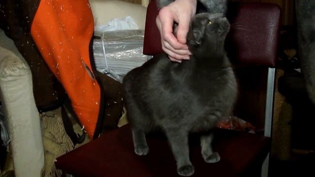 Cерый Ромео смотреть онлайн