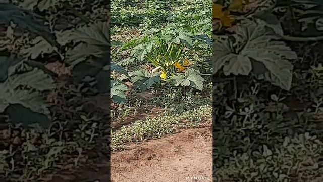 моё такое редкое огородное утро😉 смотреть онлайн