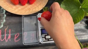 Шегдан Хонг‼️ Восхитительный вкус👍🍯😍‼️‼️‼️