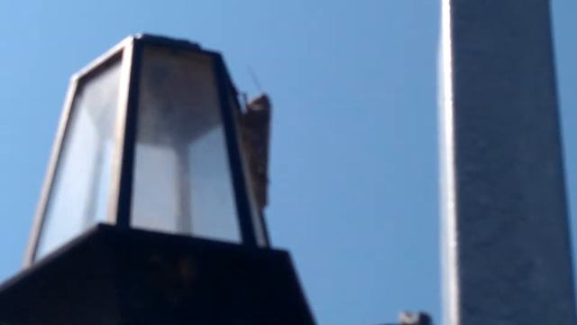 Цикада в Турции на море смотреть онлайн