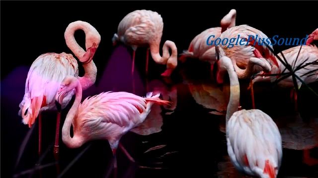 Still Not Rite Music Dance & Electronic Funky Pink Flamingo Bird Pen Fauna Audio York смотреть онлайн