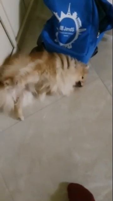 #боня #шпиц#сладкий сон смотреть онлайн