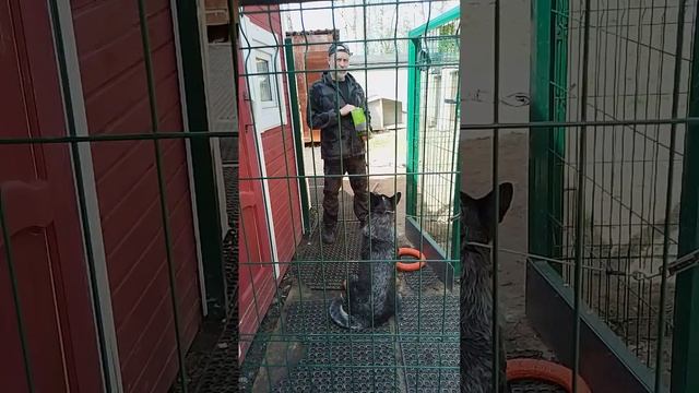 14 коррекция австралийской овчарки хилер