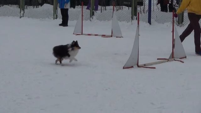 Д-1 Small - Воробьёва Наталья и шелти Аврора