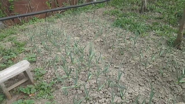 Озимый чеснок в апреле