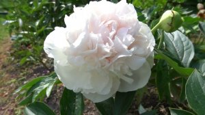 Пион Светлана Седова / Svetlana Sedova.  Скакодуб А.А.1985г СССР