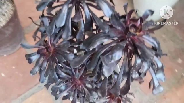 ¿Cómo cuido mis #Aeonium? смотреть онлайн