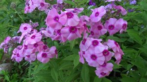 Флокс ЛАРИСА - обзор, описание, цветение, отзыв.