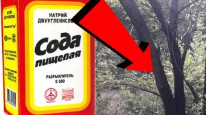 Как избавиться от пней и деревьев За 3 Секунды!