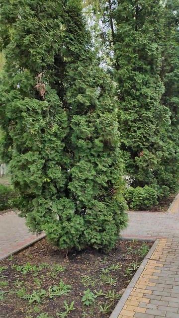 Прогулочная зона санатория Липецк смотреть онлайн