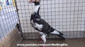 Pigeon Carrier panaché bleu barré - Английский карьер голубь - حمام زاجل إنجليزي