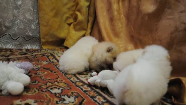 DSC 0303 Щеночкам шпица месяц