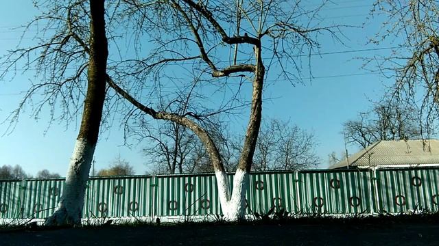 Мартышки в деревне скачут по деревям смотреть онлайн