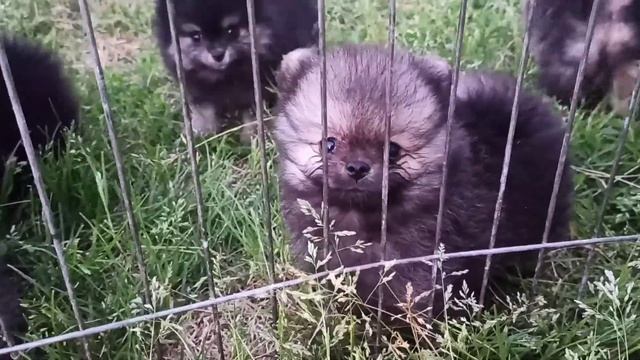 шпиц померанский