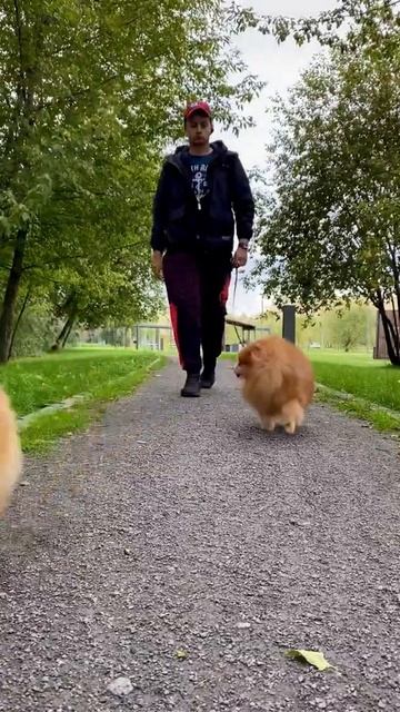 График работы померанского шпица смотреть онлайн