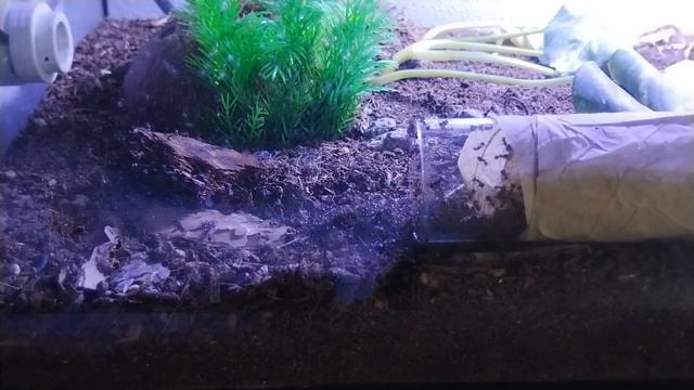 Myrmicaria Brunnea Update