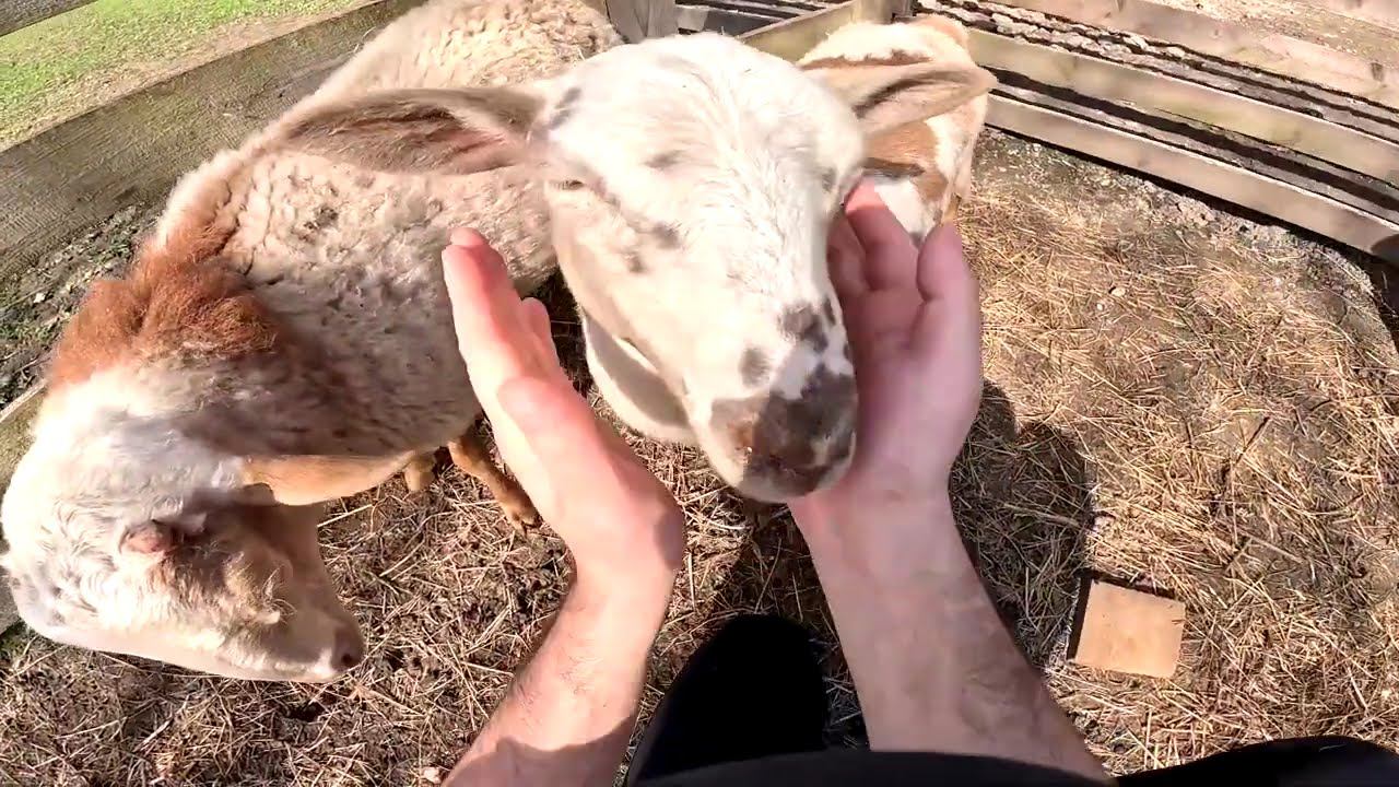 Меня подкосило ! Бросил всё и уехал в город ! ХУТОР В ЛЕСУ №671 смотреть онлайн