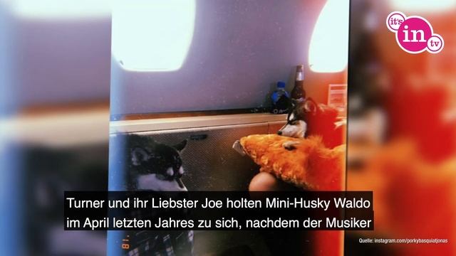 Sophie Turner & Joe Jonas: Trauer um Hund Waldo смотреть онлайн