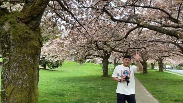 Cherry blossom | Shiro fugen cultivar | Callister Park, Vancouver BC | Spring 2022 смотреть онлайн