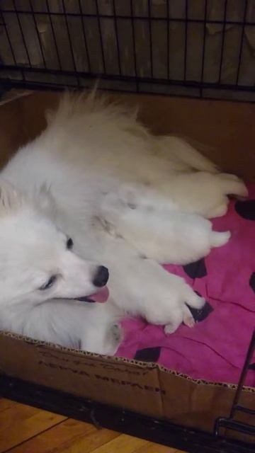 шпиц,наши щеночки,продажа.помет ноябрь 2014 смотреть онлайн