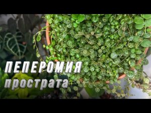 ПЕПЕРОМИЯ ПРОСТРАТА| пересадка