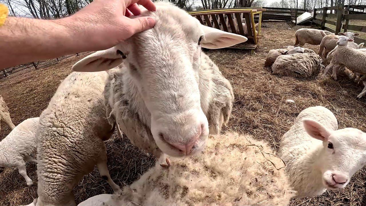 Тут работает бригада бобров ! С ним что-то стало ! ХУТОР В ЛЕСУ №665 смотреть онлайн