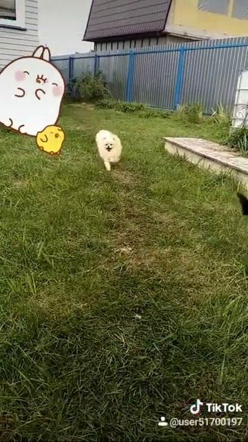 Питомник хрустальная мечта . Пти брабансон и померанский шпиц.