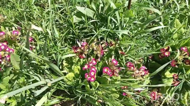 ЯРОСЛАВЛЬ ПОМИДОРЫ НА ГРЯДКЕ ТЕРМОС ЧТО С ЦВЕТКАМИ КЛУБНИКИ смотреть онлайн