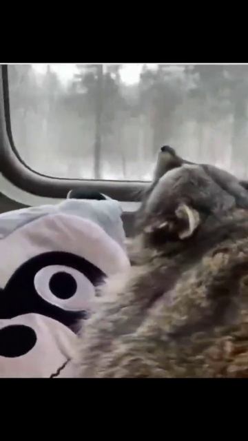 Даже Еноту понятно, что лучше поездом!