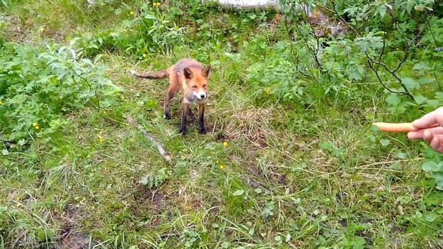 Лиса попрошайка