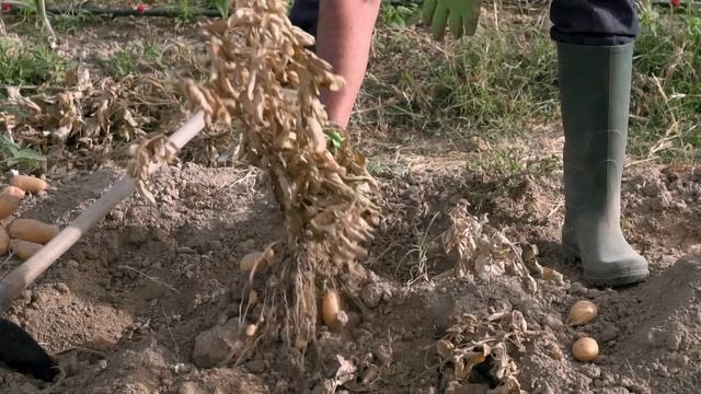 Зібрав картоплю - ПОСІЙ ЦЕ! Земля буде ЯК ПУХ, БЕЗ БУР'ЯНІВ і фітофтори (перевірений роками спосіб)