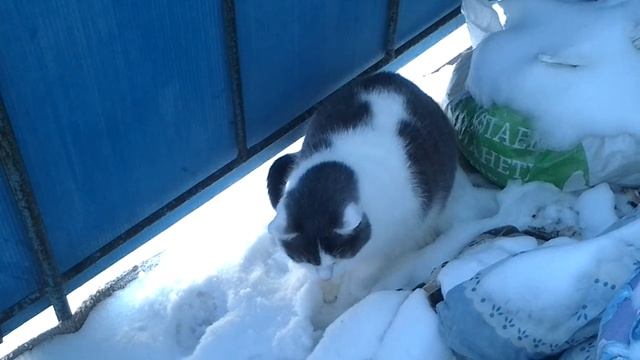 Эх, снег - снежок