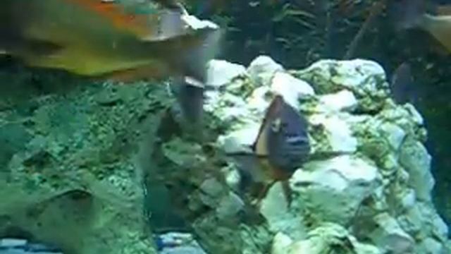 Tropheus Ilangi смотреть онлайн
