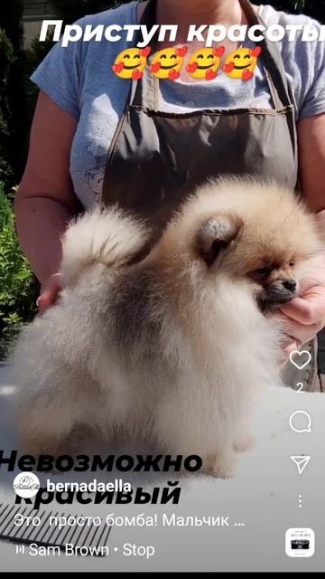 щенки померанского шпица! мы вам подберем щенка!! наш инстаграм Bernadaella