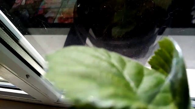 ежевика (Blackberry) чёрная магия, клещ - паутинка зимой в доме. смотреть онлайн